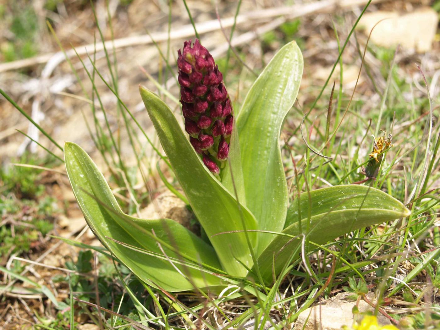 Orchid, Lady leaf